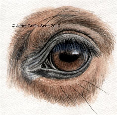 How To Draw Horse Eyes With Colored Pencils