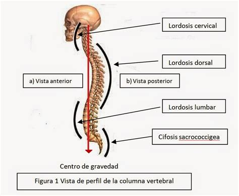 Anatomia Columna Vertebral The Best Porn Website