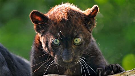 Squad, top scorers, yellow and red cards, goals scoring stats, current form. Black Leopard Wallpapers - Wallpaper Cave