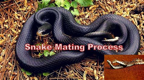 Snake Mating Process Know Snake Reproduction Process Snake Mating Youtube