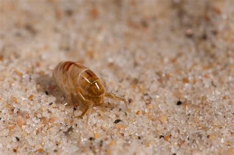 How To Prevent And Treat Sand Flea Bites