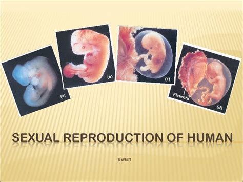 Grade 9 Sexual Reproduction Of Human
