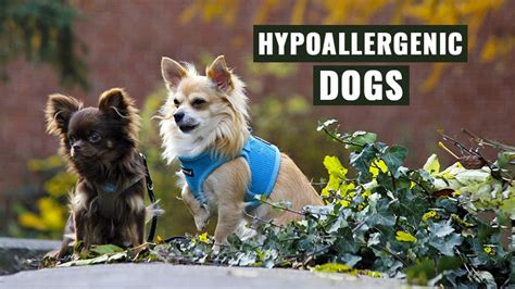 Hypoallergenic Dogs List Of Breeds That Shed Less Petmoo