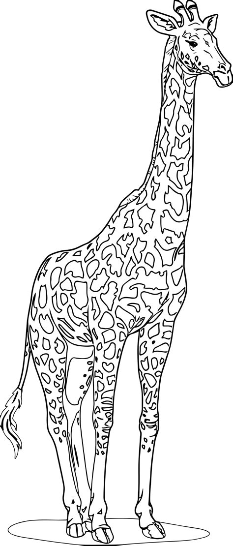Giraffe Coloring Pages For Adults Taren Garnett