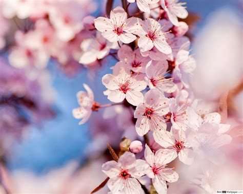 Cute Cherry Blossom Wallpapers Top Free Cute Cherry Blossom