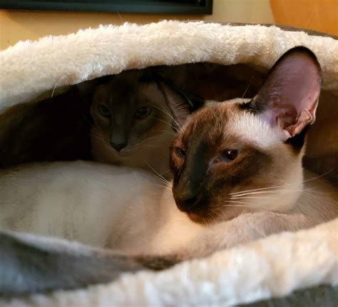 Classic Siamese Kittens | Petclassifieds.com