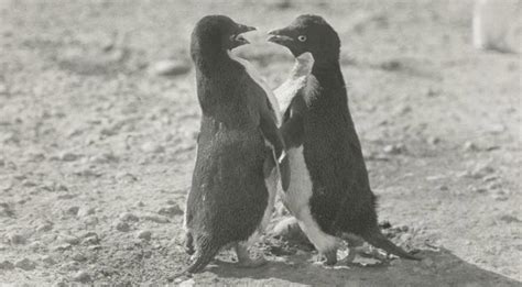 Penguin Sex Deemed Too Graphic For Edwardian Scientific Publications