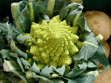 Romanesco Romanesco Cauliflower Is A Wonderful Representat Flickr