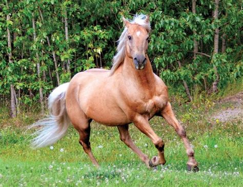 The 10 Best Horse Breeds In The World Native