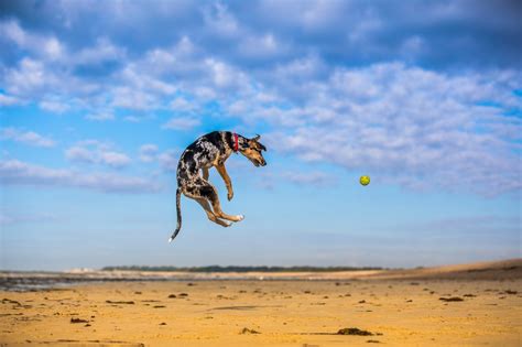 Balls Sky Nature Dog Jumping Animals Wallpapers Hd Desktop And