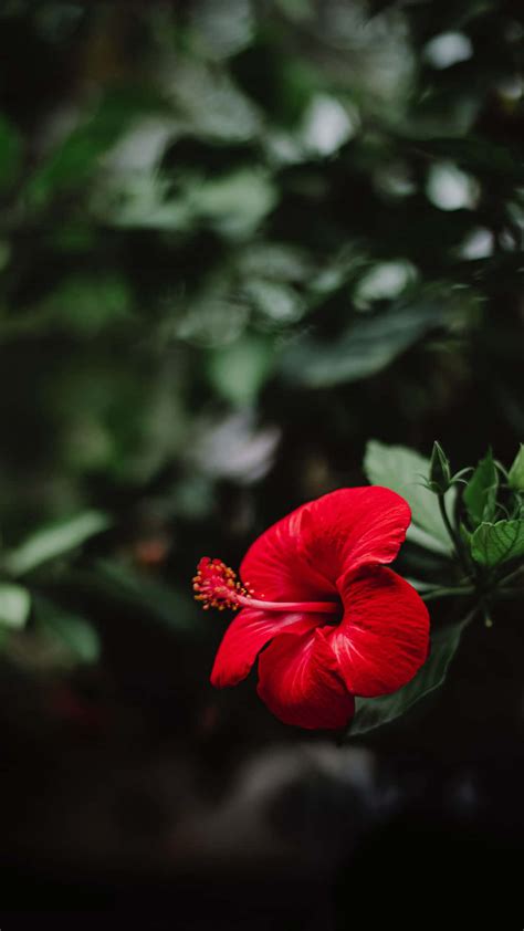Download Stunning Red Hibiscus In Full Bloom Wallpaper