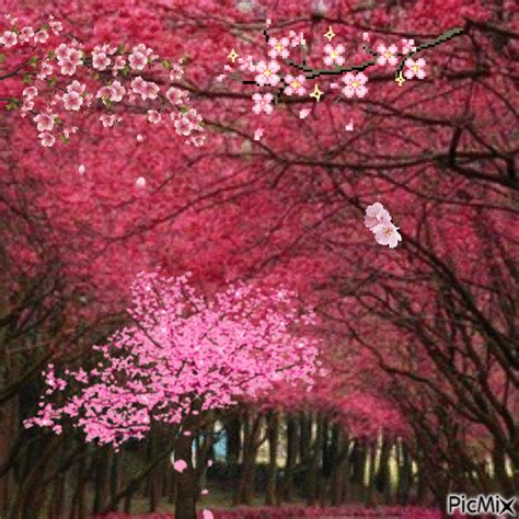 Cherry Blossoms  Animado Gratis Picmix