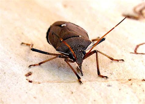 This bug identification guide is much more than just a collection of photos. Two-dots Gum Tree Shield Bug - Poecilometis parilis