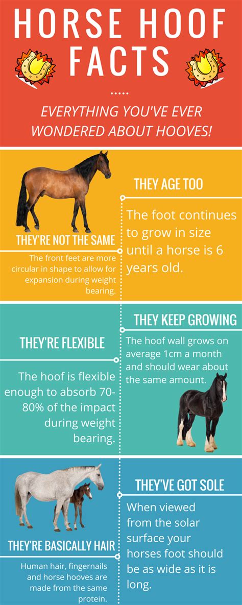 Horse Hoof Facts Everything Youve Ever Wondered About Hooves By