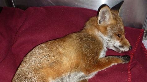 Injured Fox Thought To Be Poisoned Itv News Meridian