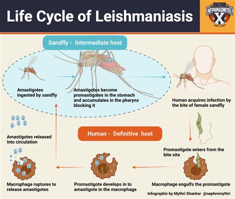 Nm Parasites Leishmaniasis Life Cycle Ajkd Blog