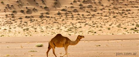 La Joroba De Camello Misterios Y Funciones Pim