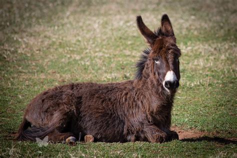 These Boots Were Made For Donkeys — Jen Oseid Photography Cute Donkey