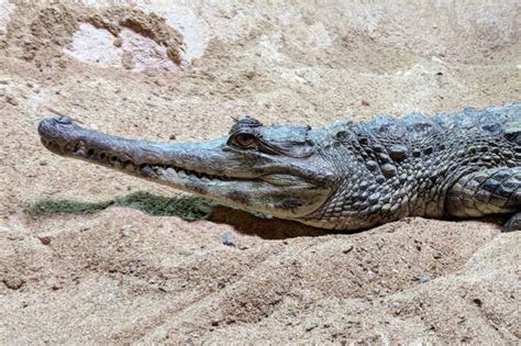 African Slender Snouted Crocodile Zoo Atlanta