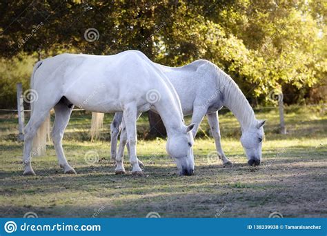 Two White Horses Grazing At Sunset Stock Photo Image Of Feeding