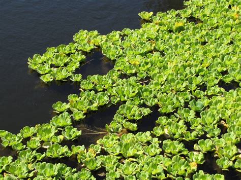 Top 8 Aquatic Plants Which Floats On Water Allrefer