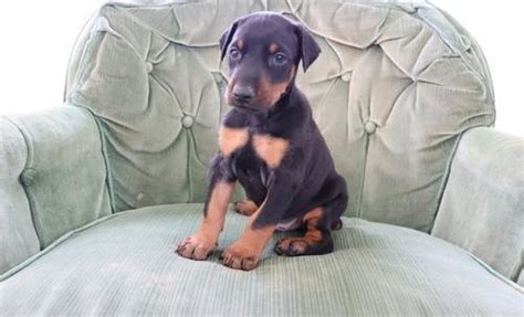 Not yet available for adoptionnew to doberman rescue minnesota. Cute Doberman Puppies For Sale In Ohio - l2sanpiero