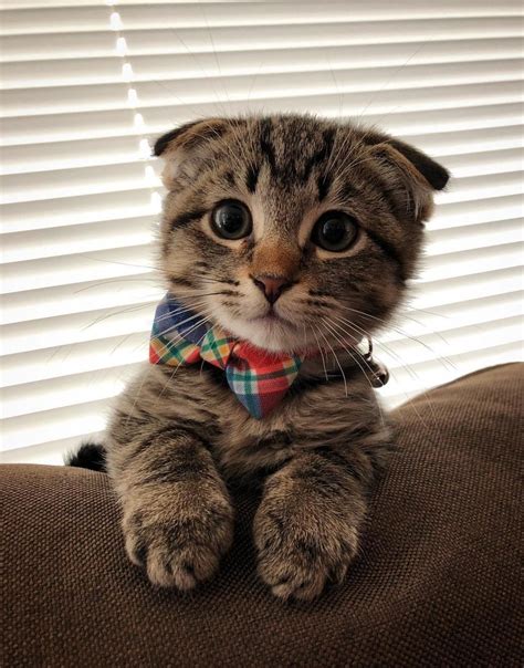 Cute Innocent Looking Kitten Tinypetstube