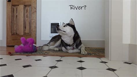 Bored Husky Goes For A Fall Walk Siberian Husky Dog Vlog Youtube