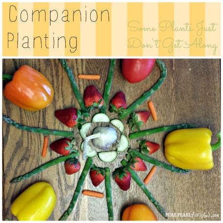 Companion Planting series part 3: bad companions | Companion planting ...