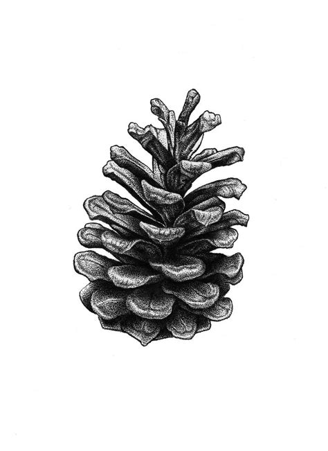 Pine Cones Drawing