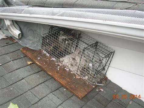 Raccoon Removal And Damage Repair How To Keep Raccoons Out