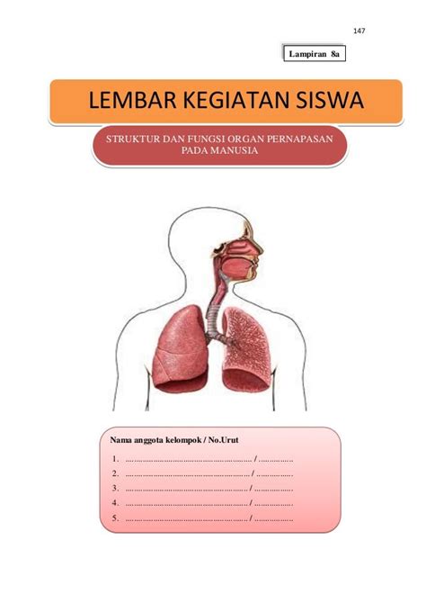 Alat Pernapasan Manusia Dan Fungsinya Viral Update