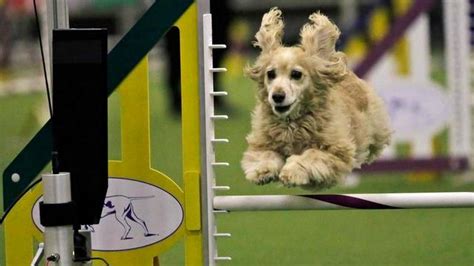 Westminster Agility Contest Tests Field Of 330 Dogs Fort Worth Star