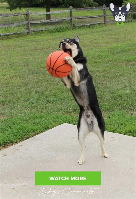 Dogs Playing Basketball Funny Dog Videos Dogs Funny Dogs