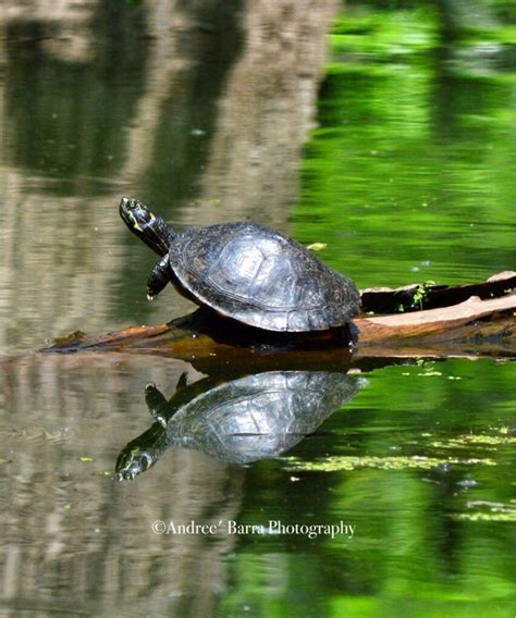 Turtle And Its Reflection In The Swamp Lake Martin Breaux Bridge La