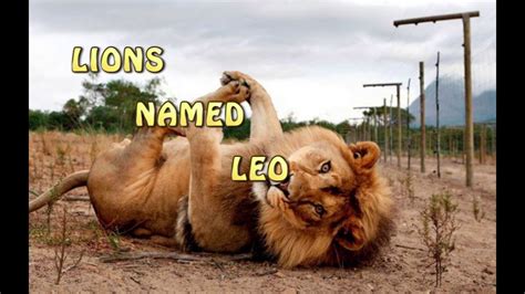 Lions Named Leo Lets Go Youtube