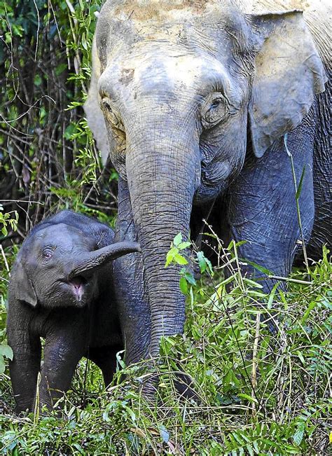 Sanctuary To Help Protect Borneo Pygmy Elephants The Star