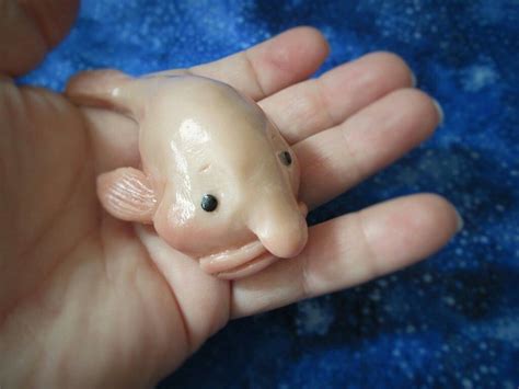 Pin By Abby Guerrero On Cuteness Blobfish Weird Sea Creatures Baby Fish