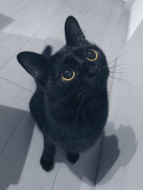 25 Best Ideas About Black Cats On Pinterest Black Kittens Black Cat