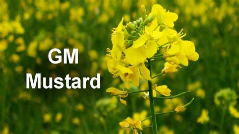 Geac Approves Gm Mustard For Environmental Release Gingerfingers