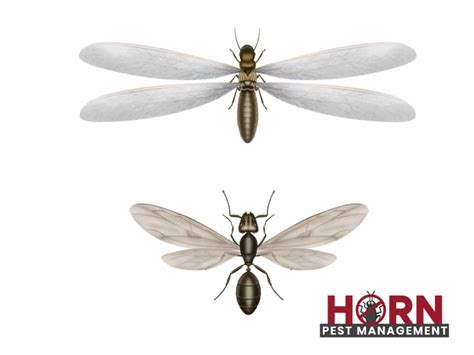 Differences Between Flying Ants And Termites Horn Pest Management