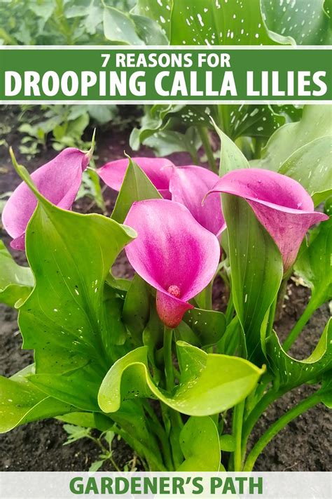 Reasons For Drooping Calla Lilies Gardeners Path