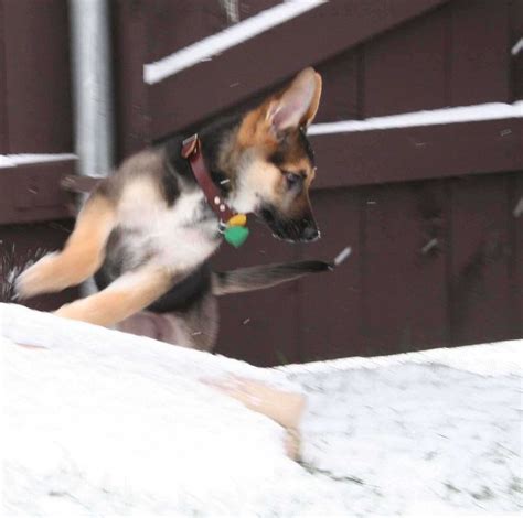 German Shepherd Puppy Pepper Playing In The Snow German Shepherd