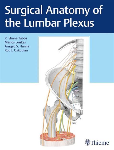 Surgical Anatomy Of The Lumbar Plexus Evitalshop