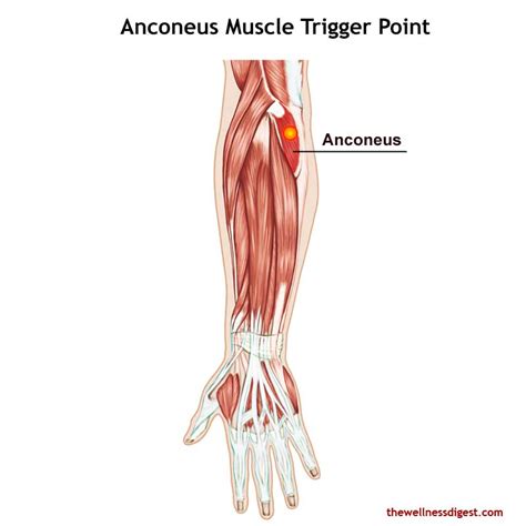 Anconeus Muscle Elbow Pain The Wellness Digest
