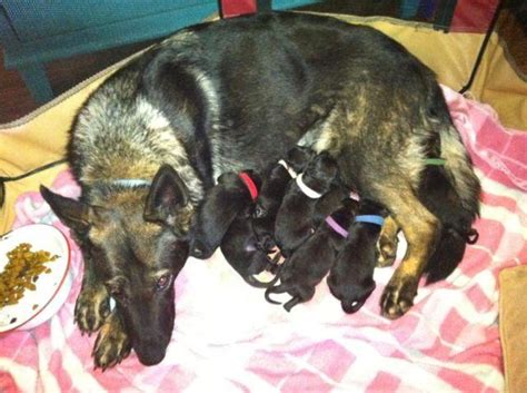 Akc Black Sable Czech Working Line German Shepherd Puppies For Sale In