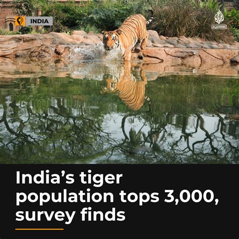 Al Jazeera English On Twitter Indias Tiger Population Has Climbed To