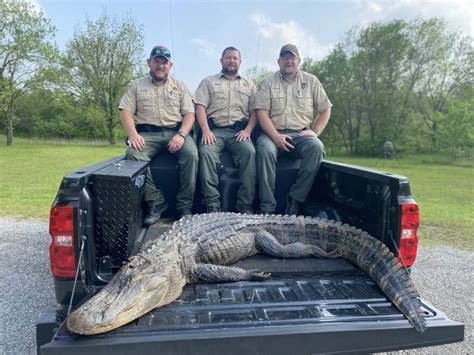 Photo Of Claremore Lake Alligator Released 1023 Krmg