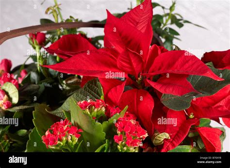 Still Life Of Red Christmas Plants In Basket Poinsettia Flaming Katie