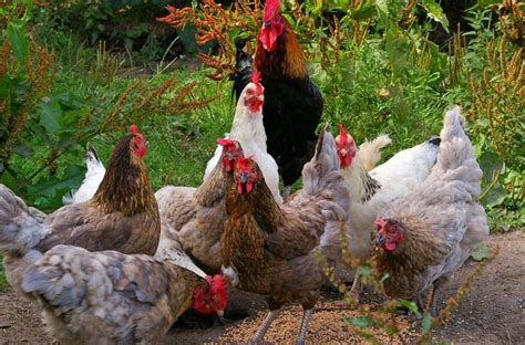 Native Chicken Farming Agriculture Monthly
